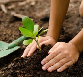 donate a tree